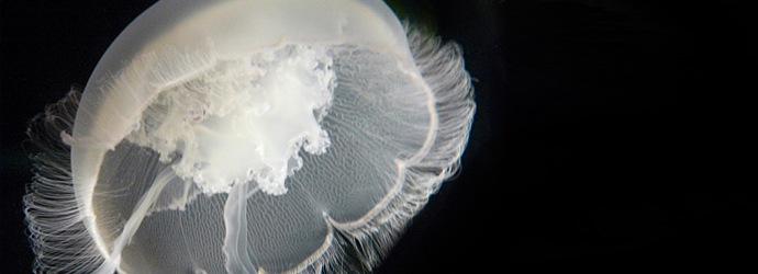 Moon Jellyfish