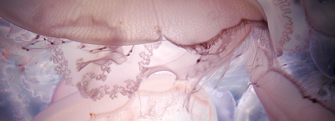 Moon Jellyfish