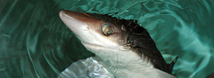 Spiny Dogfish Shark