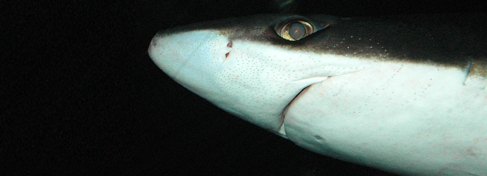Spiny Dogfish Shark