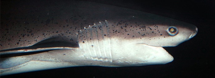Broadnose Sevengill Shark