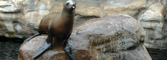 California Sea Lion