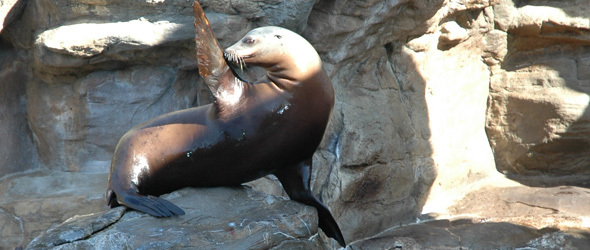 Seals & Sea Lions