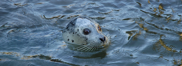 Seals & Sea Lions