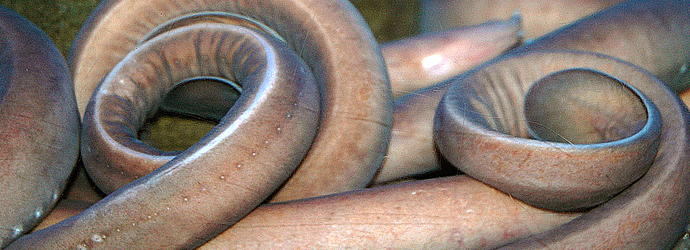 Pacific Hagfish