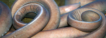 Pacific Hagfish