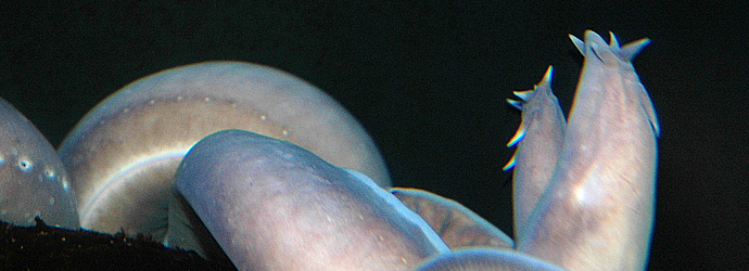 Pacific Hagfish