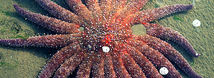 Sunflower Star
