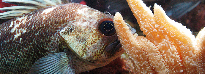 Sunflower Star