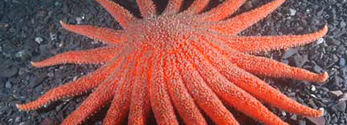 Sunflower Star