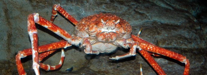 Japanese Spider Crab