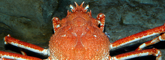Japanese Spider Crab