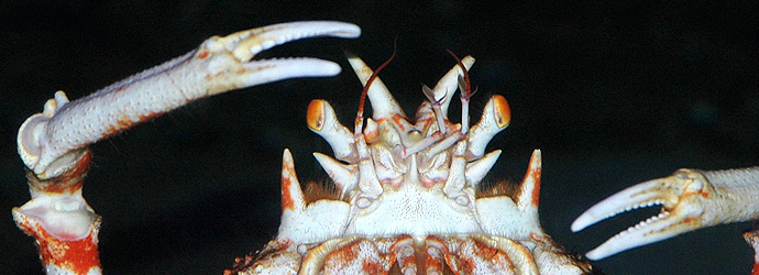 Japanese Spider Crab