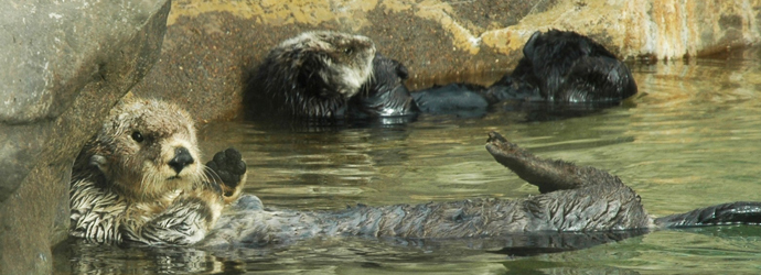 Sea Otters