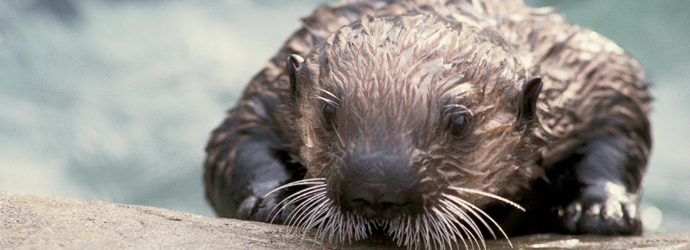 Sea Otters