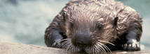 Sea Otters