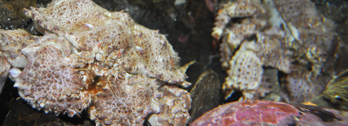 Box Crab