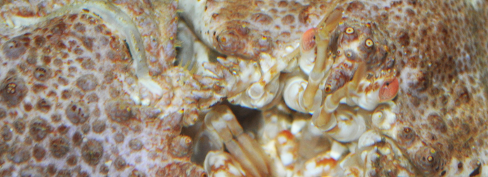 Box Crab