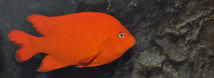 Garibaldi Damselfish