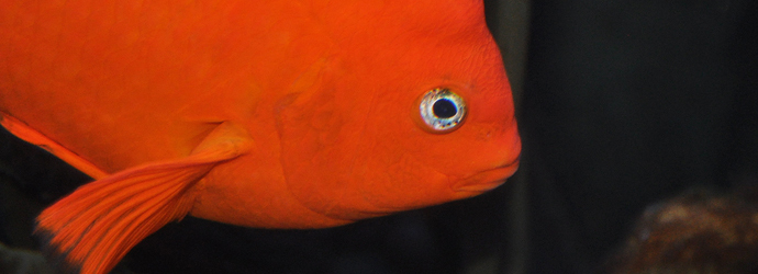 Garibaldi Damselfish