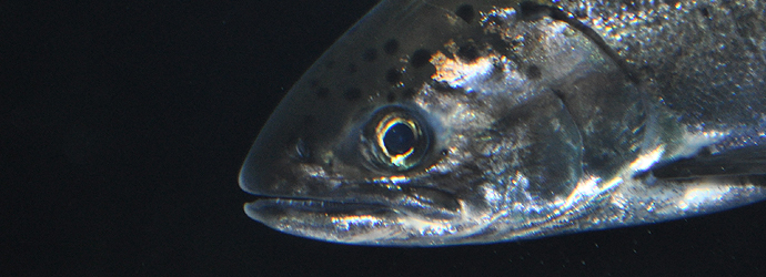 Chinook Salmon