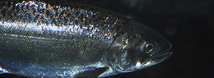 Chinook Salmon