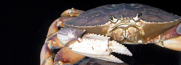 Dungeness Crab