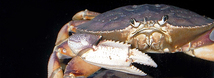 Dungeness Crab