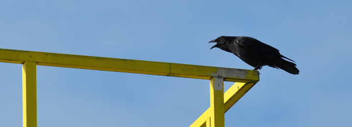 American Crow