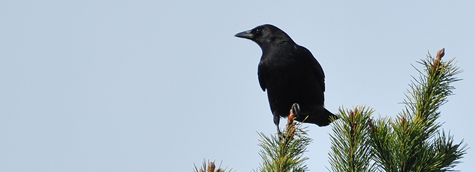 American Crow