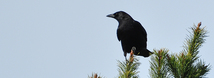 American Crow