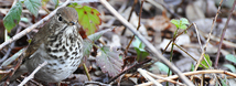 Hermit Thrush