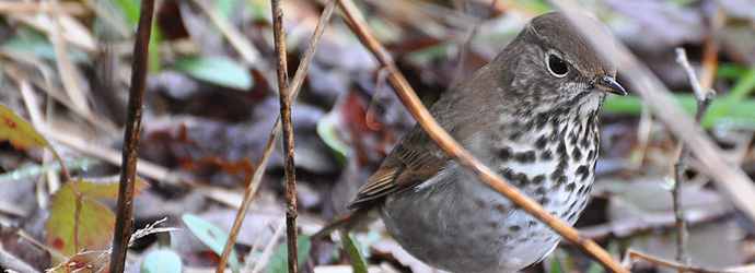 Hermit Thrush
