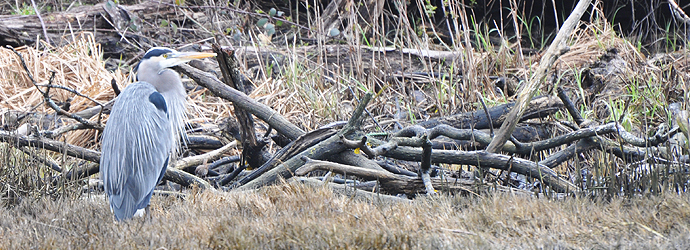 Great Blue Heron