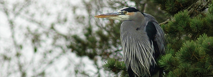 Great Blue Heron
