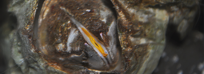 Giant Acorn Barnacle