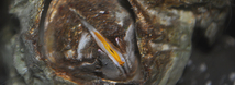 Giant Acorn Barnacle