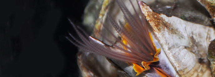Giant Acorn Barnacle