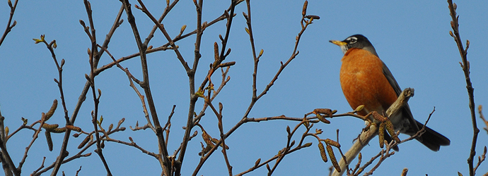 American Robin