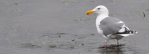 Herring Gull