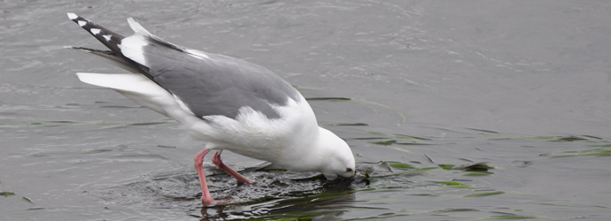 Herring Gull