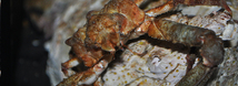 Sharp-Nosed Crab