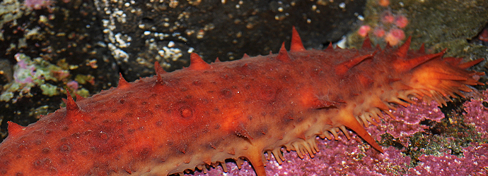 California Stichopus