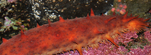 California Stichopus