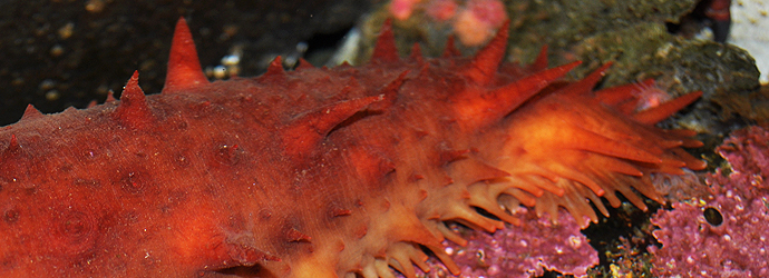California Stichopus