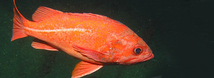 Vermilion Rockfish