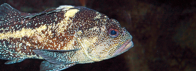 China Rockfish