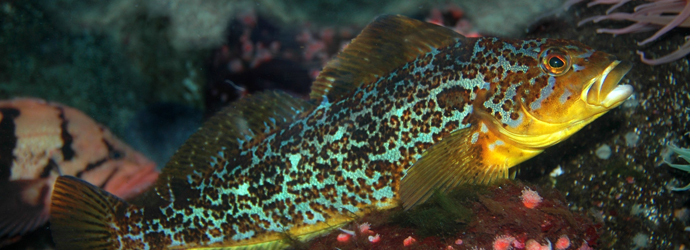 Kelp Greenling
