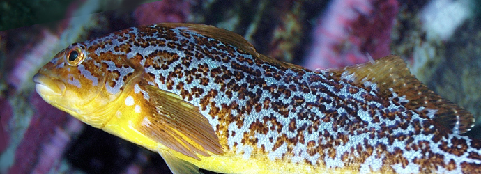 Kelp Greenling