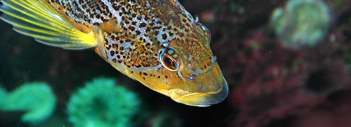 Kelp Greenling